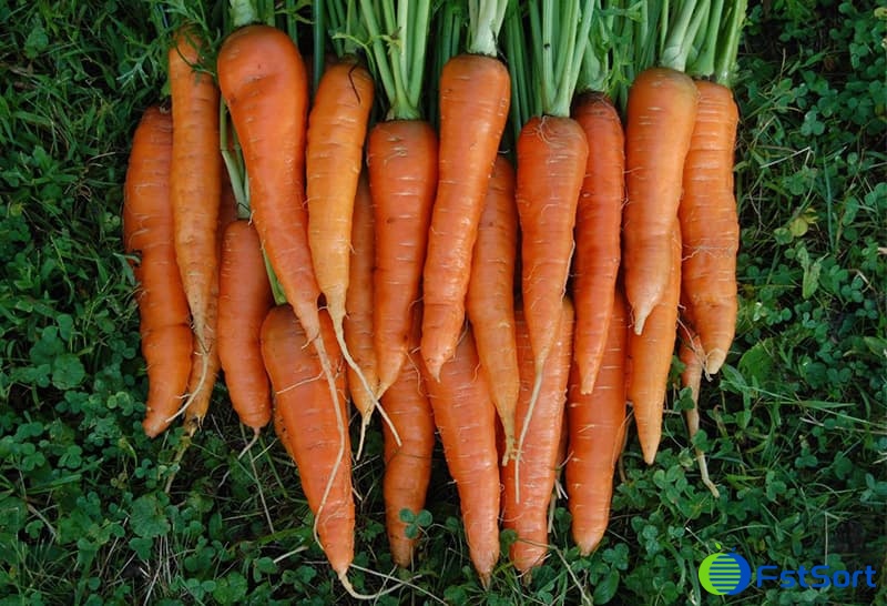 images/1696925023572carrot processing line.jpg